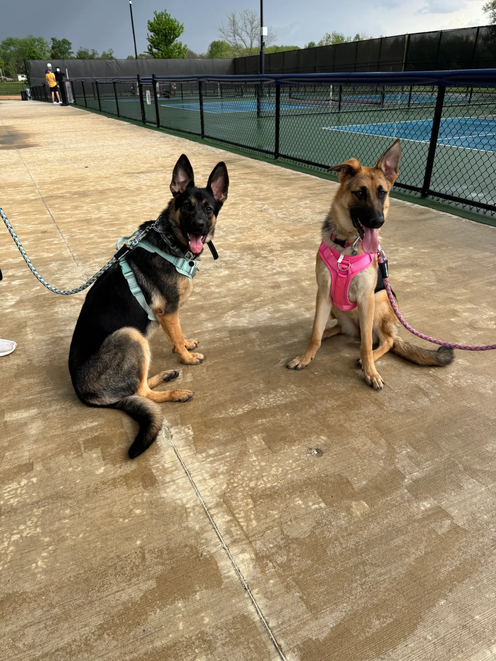 Loose-leash walking practice