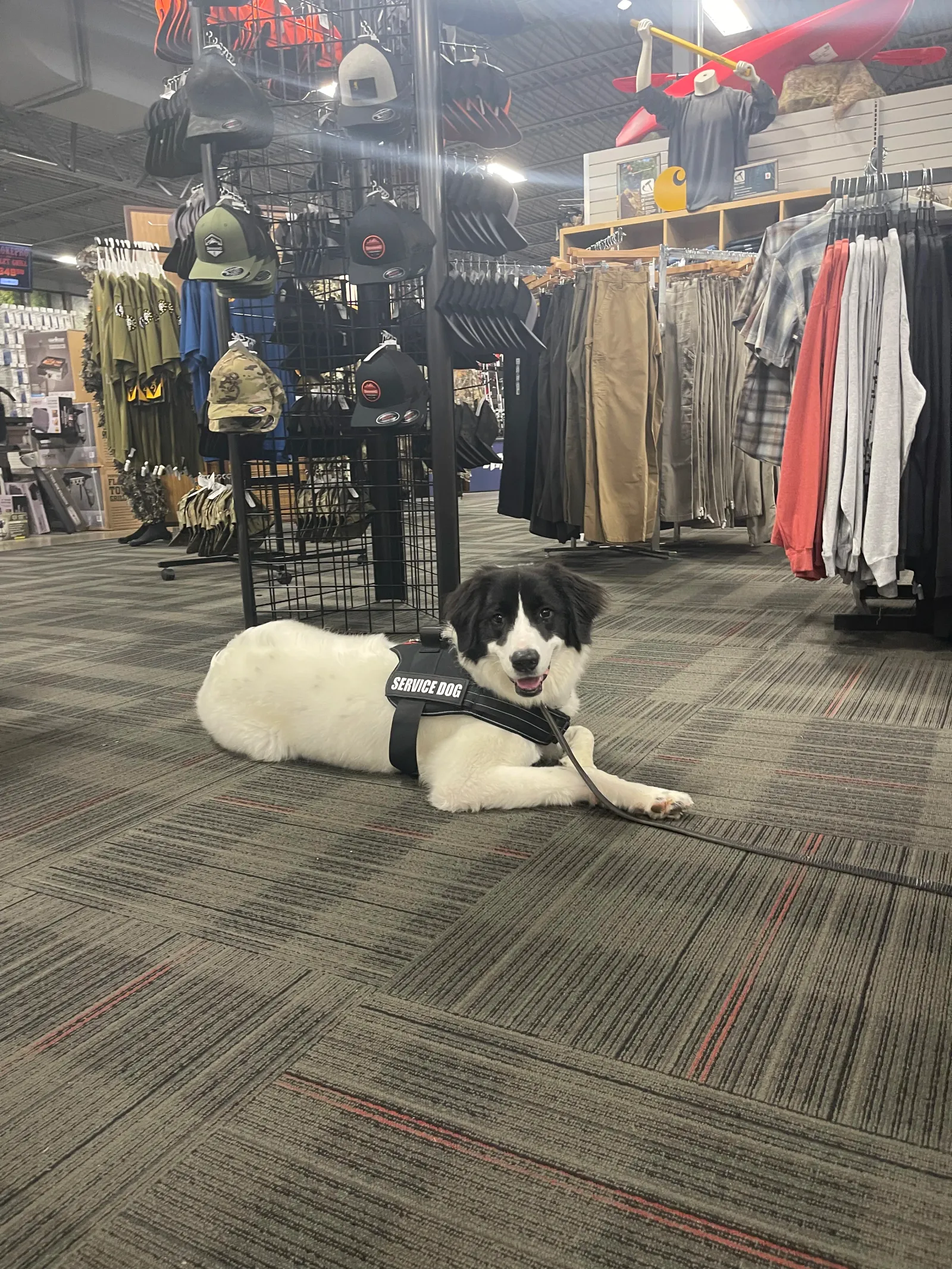 Service dog program