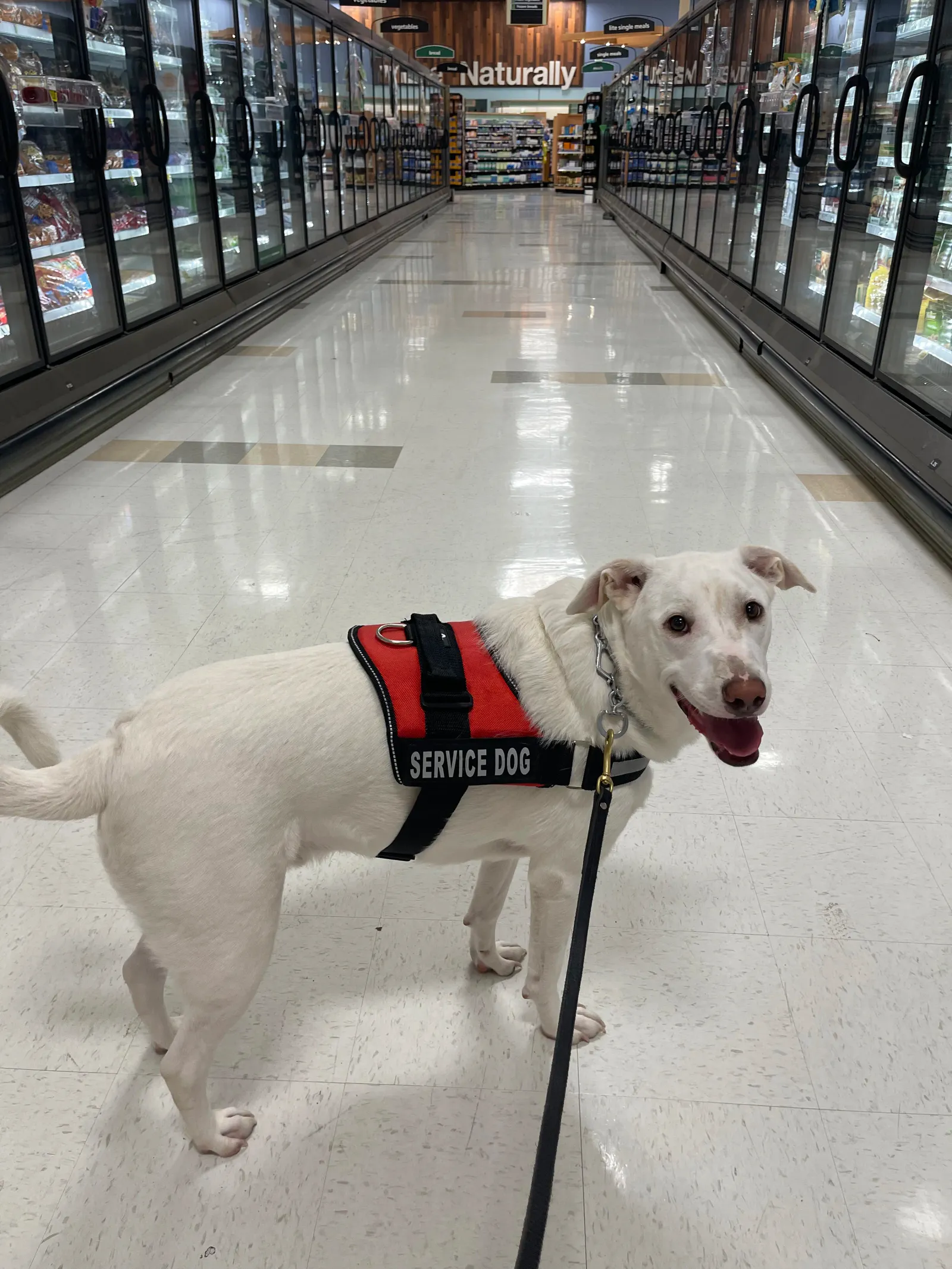 Service dog in training during a public-access outing