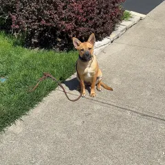 5-month-old puppy