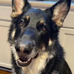 German Shepherd