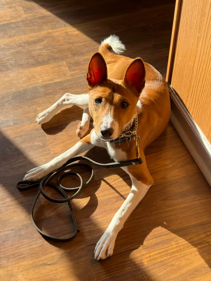 Brittanys K9 Training - photo 5 of 146