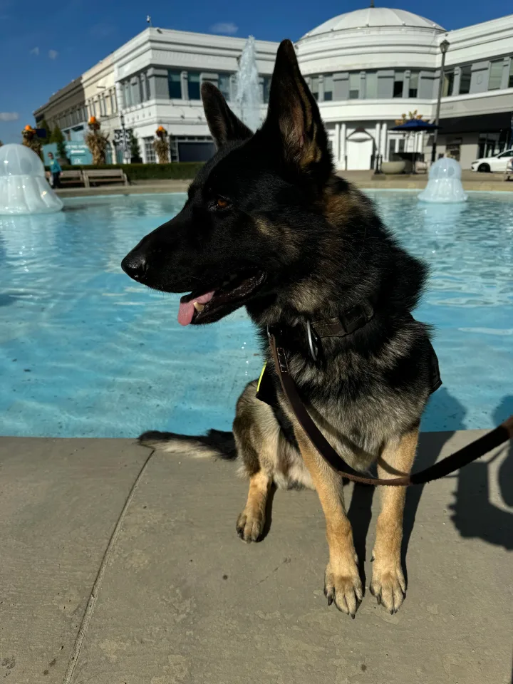 Brittanys K9 Training - photo 6 of 146
