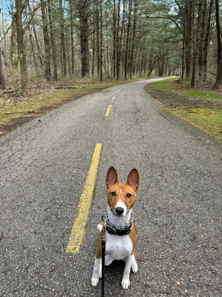 Brittanys K9 Training - photo 8 of 146