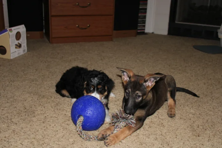 Brittanys K9 Training - photo 9 of 146
