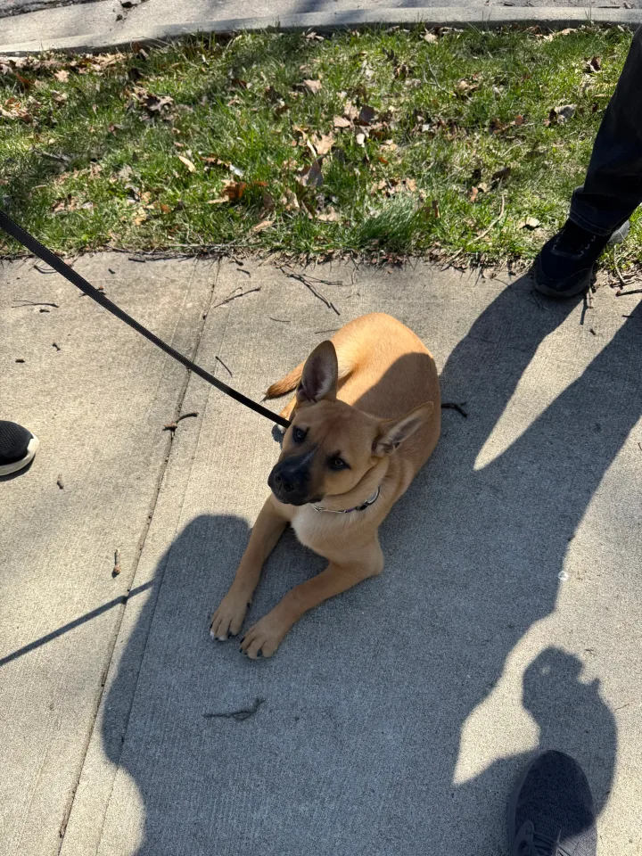 Brittanys K9 Training - photo 10 of 146