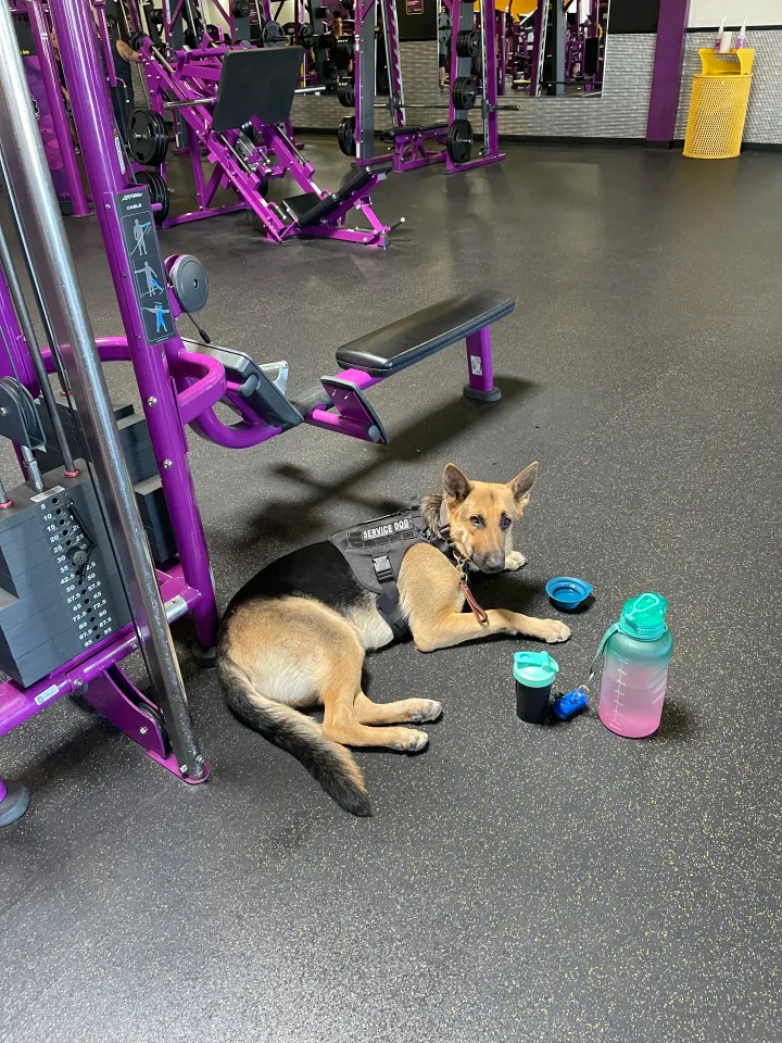 Brittanys K9 Training - photo 11 of 146