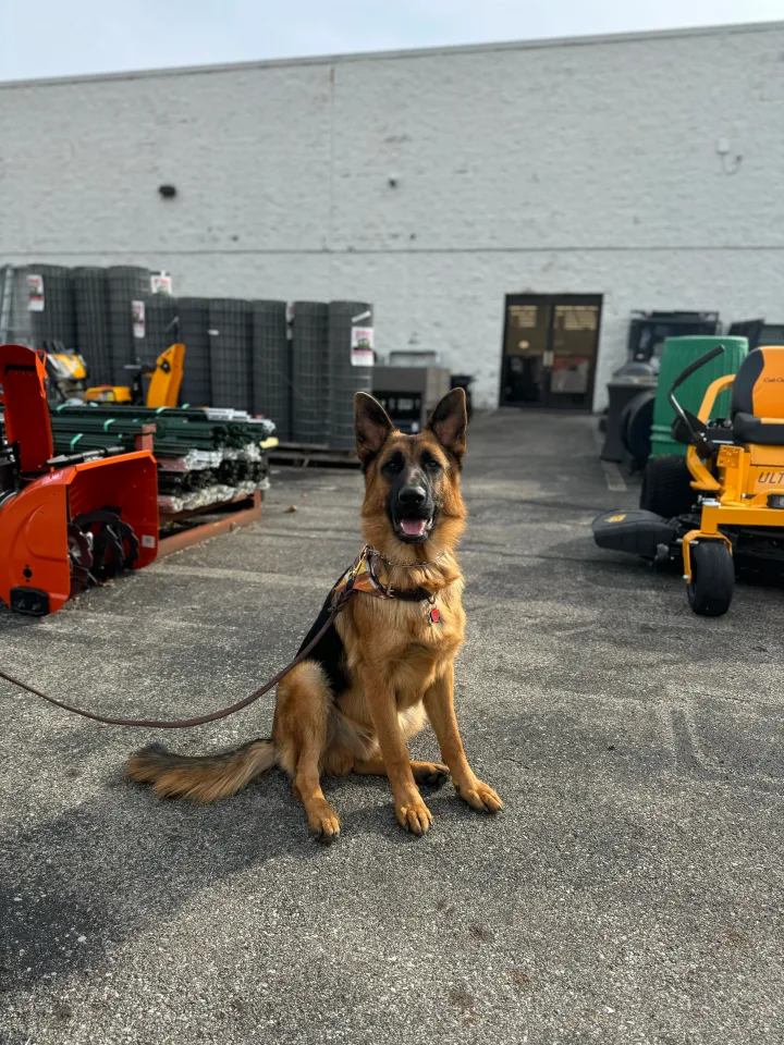 Brittanys K9 Training - photo 12 of 146