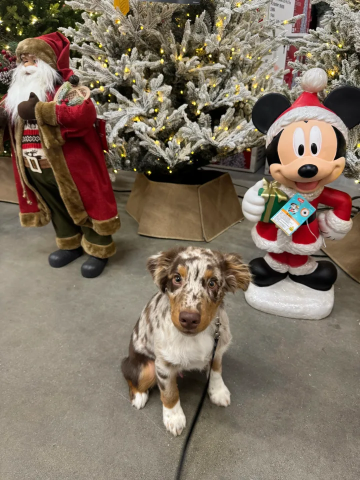 Brittanys K9 Training - photo 16 of 146