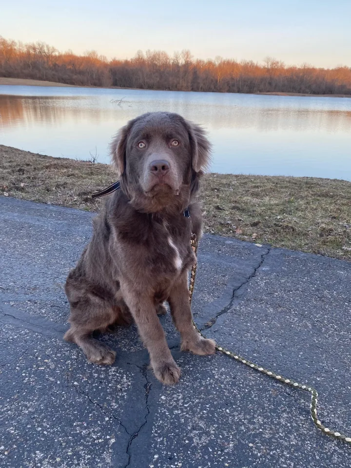 Brittanys K9 Training - photo 17 of 146