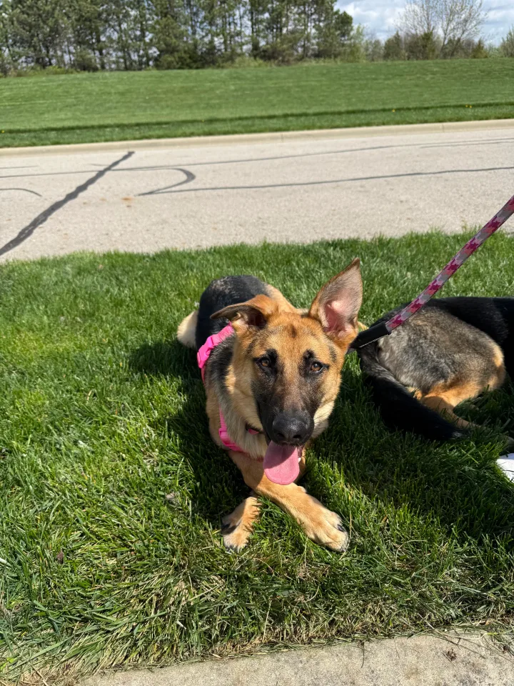 Brittanys K9 Training - photo 18 of 146