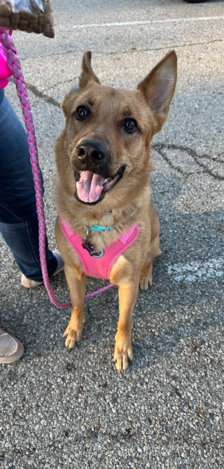 Brittanys K9 Training - photo 19 of 146