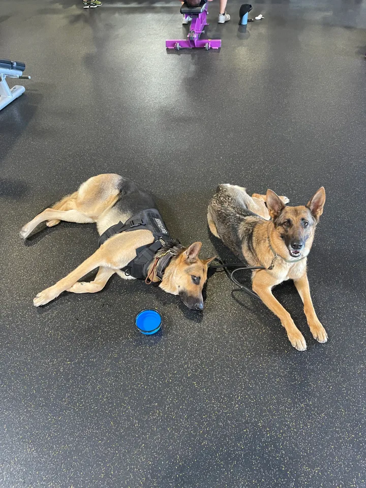 Brittanys K9 Training - photo 20 of 146