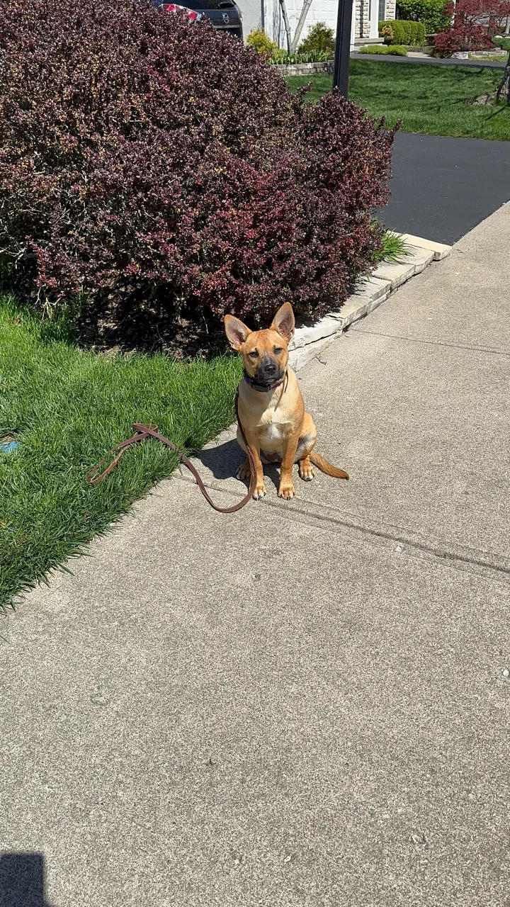 Brittanys K9 Training - photo 21 of 146