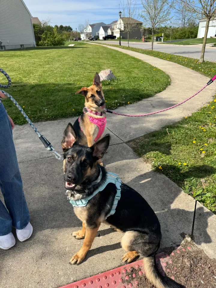 Brittanys K9 Training - photo 22 of 146