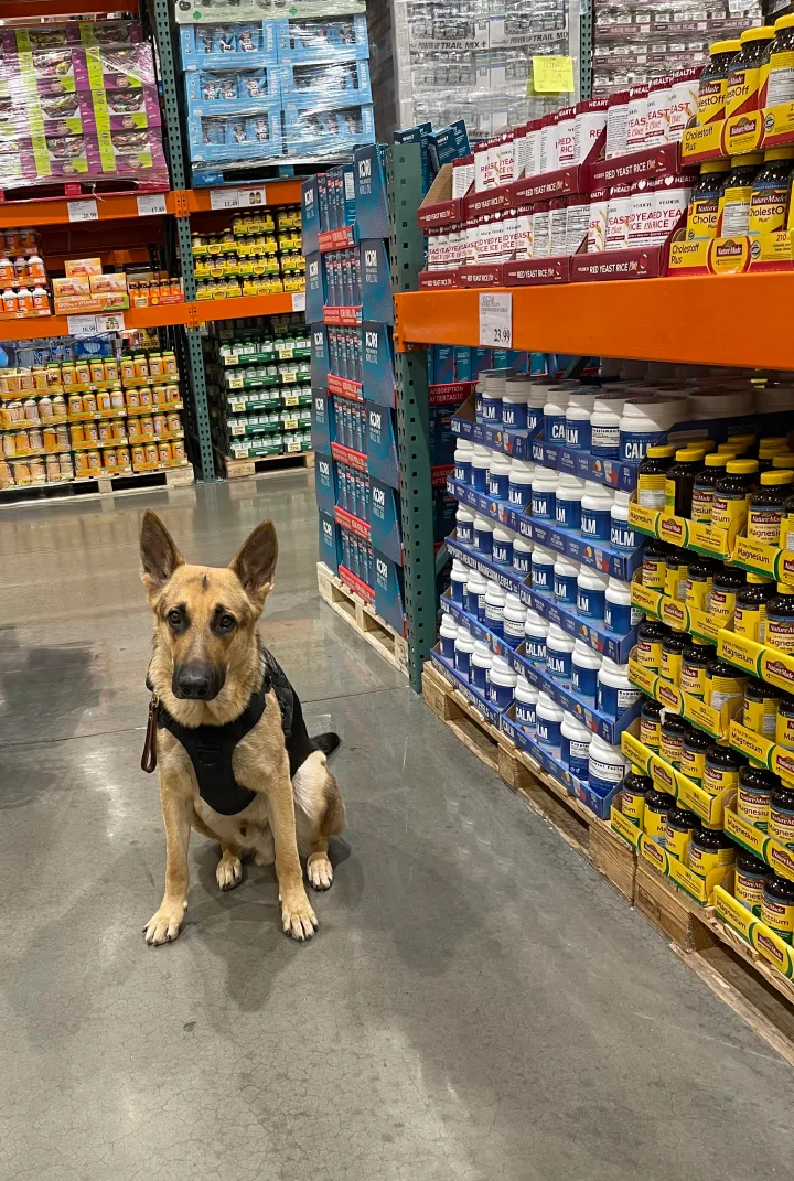 Brittanys K9 Training - photo 23 of 146
