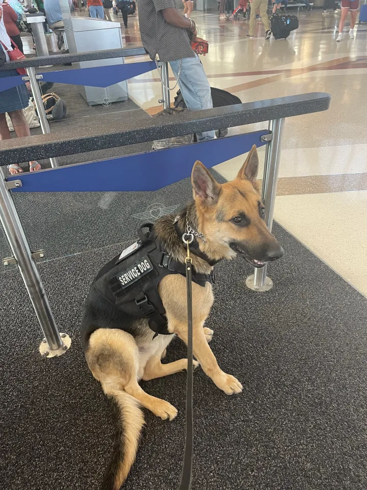 Brittanys K9 Training - photo 25 of 146