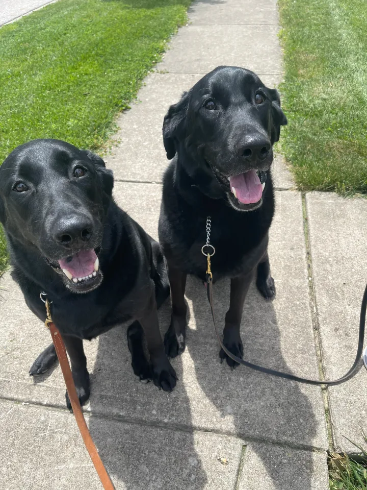 Brittanys K9 Training - photo 26 of 146