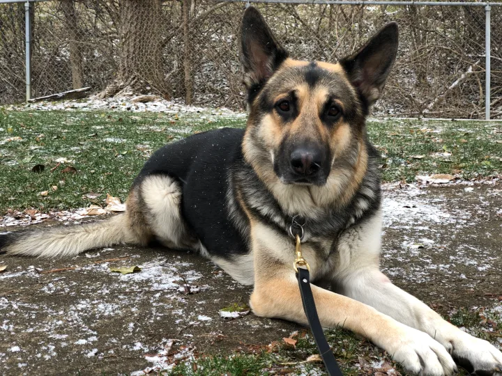 Brittanys K9 Training - photo 32 of 146