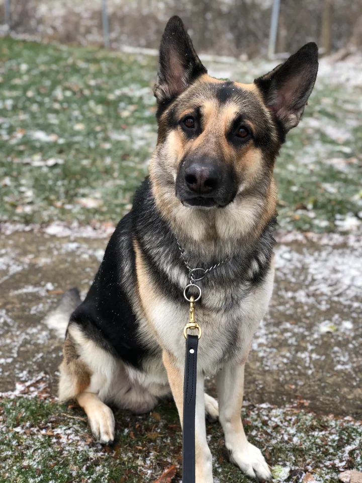 Brittanys K9 Training - photo 33 of 146