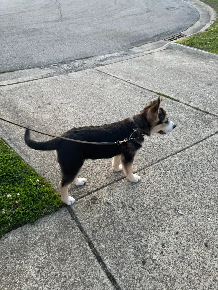 Brittanys K9 Training - photo 35 of 146
