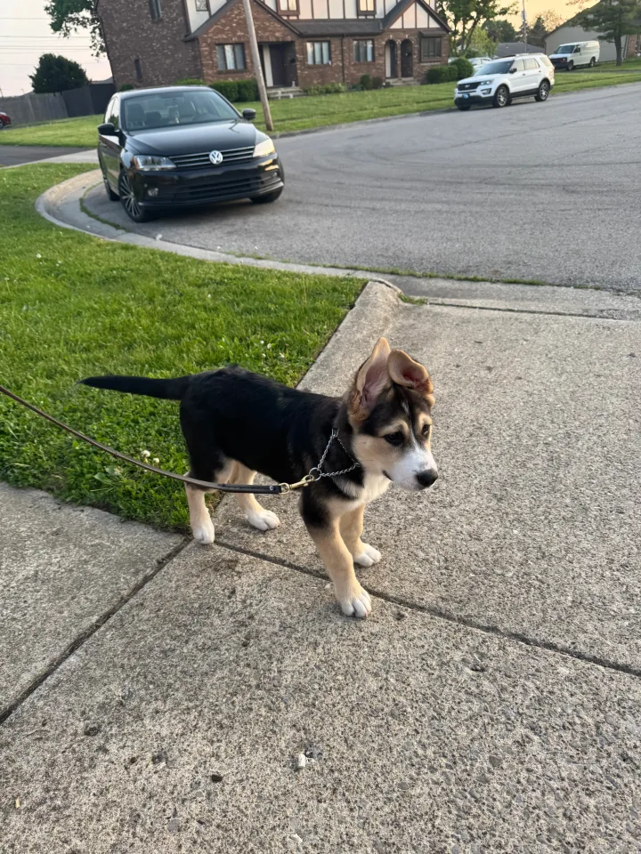 Brittanys K9 Training - photo 36 of 146