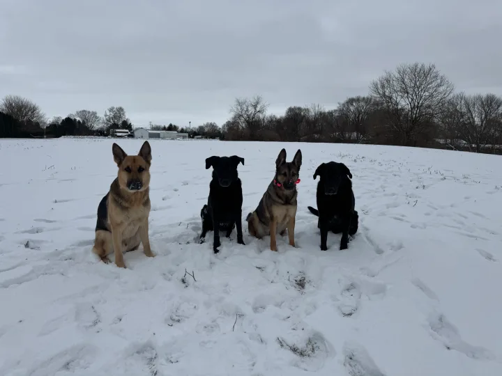Brittanys K9 Training - photo 38 of 146