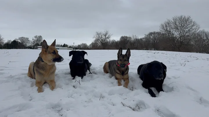 Brittanys K9 Training - photo 39 of 146