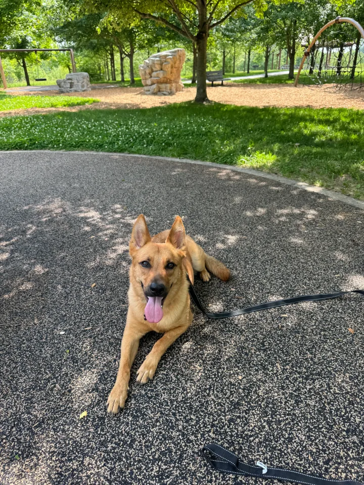 Brittanys K9 Training - photo 44 of 146
