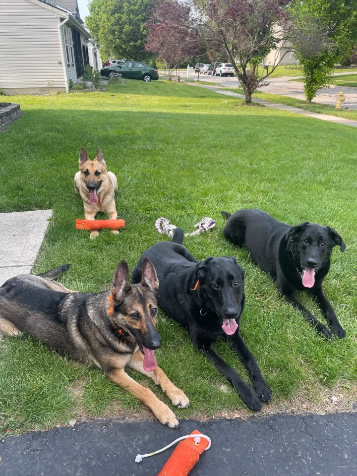 Brittanys K9 Training - photo 46 of 146