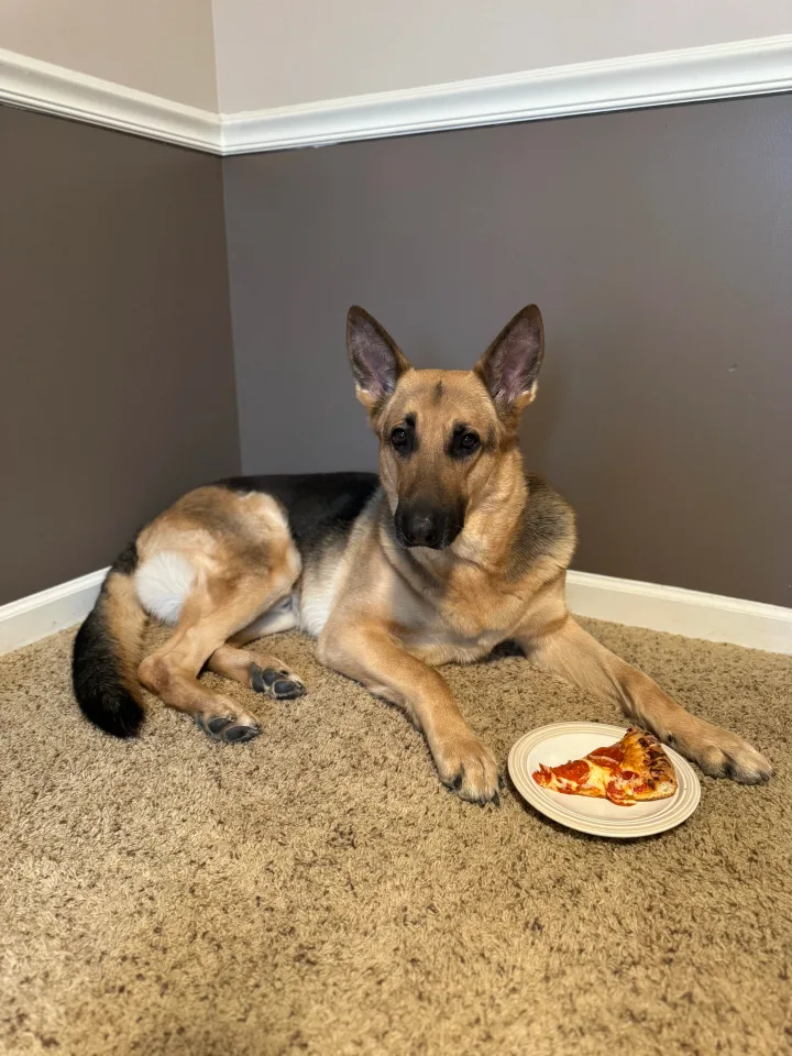 Brittanys K9 Training - photo 50 of 146
