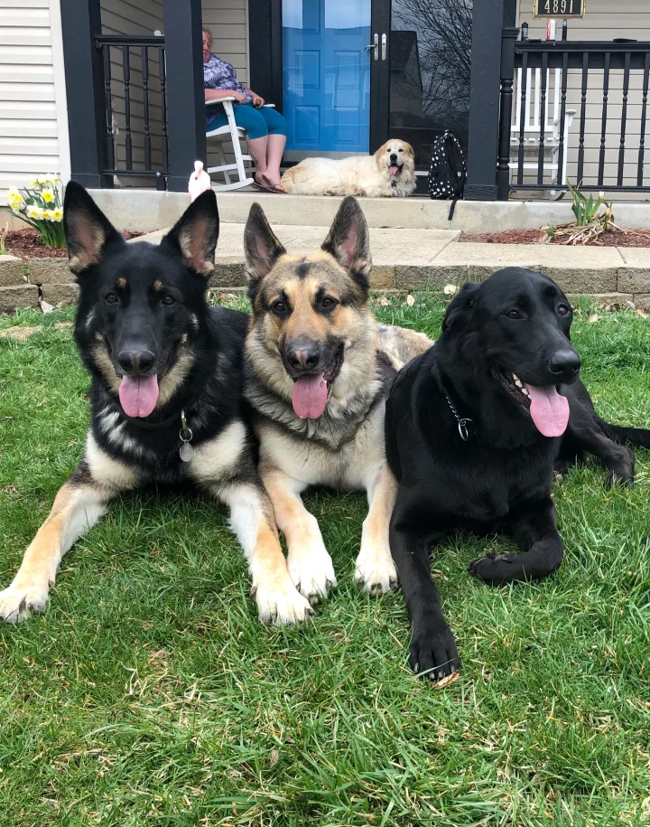 Brittanys K9 Training - photo 52 of 146