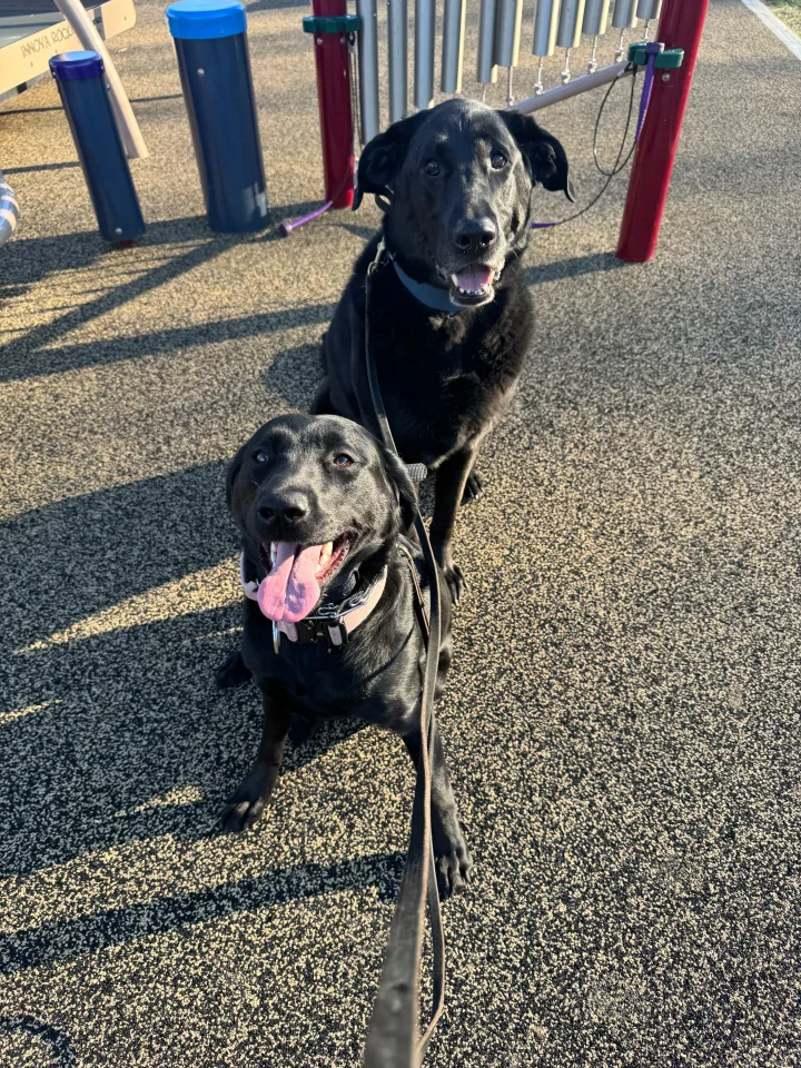 Brittanys K9 Training - photo 53 of 146
