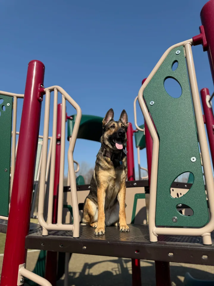 Brittanys K9 Training - photo 61 of 146