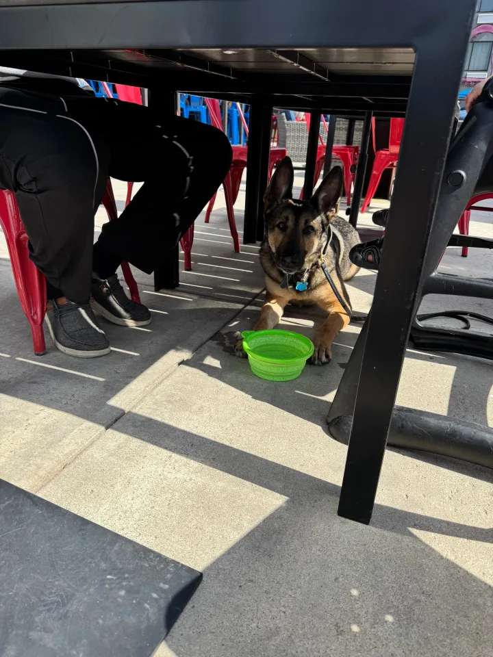 Brittanys K9 Training - photo 62 of 146