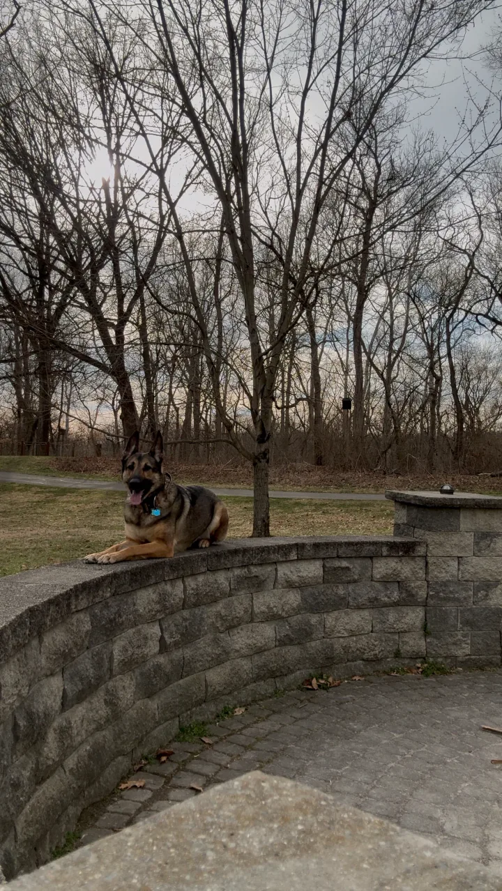 Brittanys K9 Training - photo 63 of 146