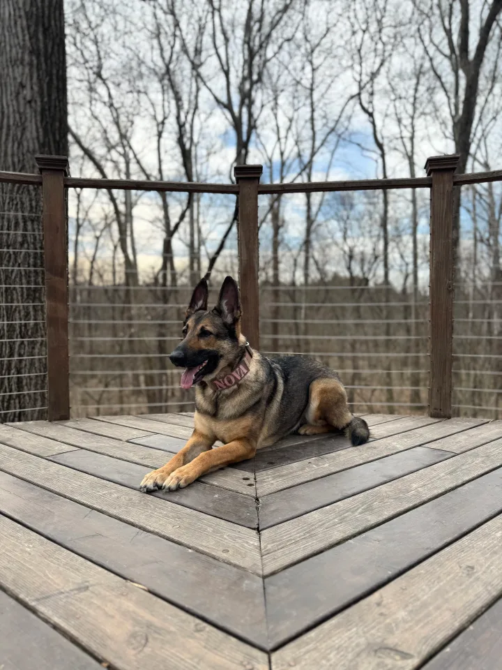 Brittanys K9 Training - photo 64 of 146