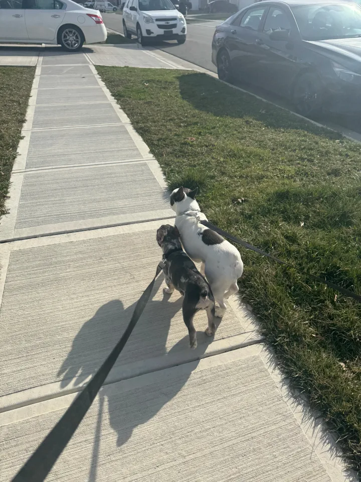 Brittanys K9 Training - photo 66 of 146