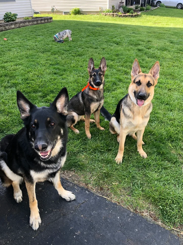 Brittanys K9 Training - photo 69 of 146