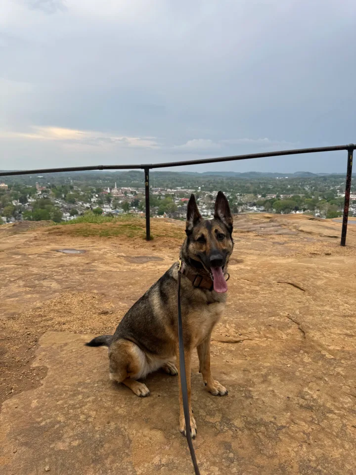 Brittanys K9 Training - photo 73 of 146