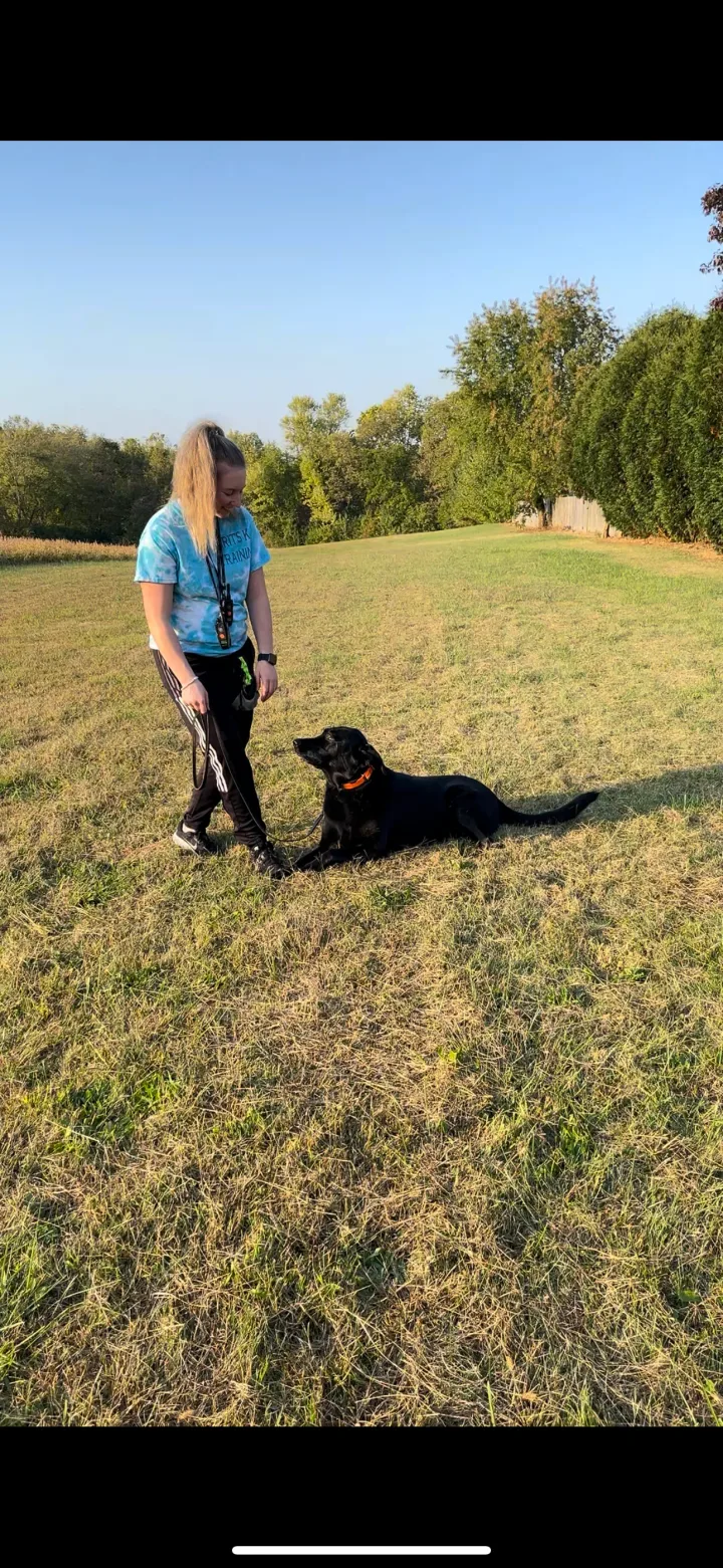 Brittanys K9 Training - photo 74 of 146