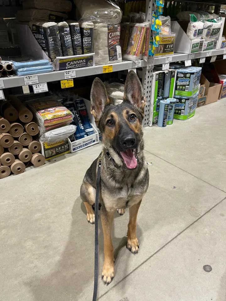 Brittanys K9 Training - photo 82 of 146