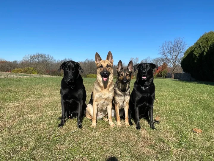 Brittanys K9 Training - photo 83 of 146