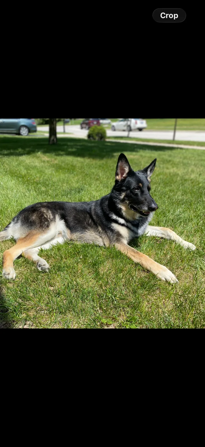 Brittanys K9 Training - photo 85 of 146