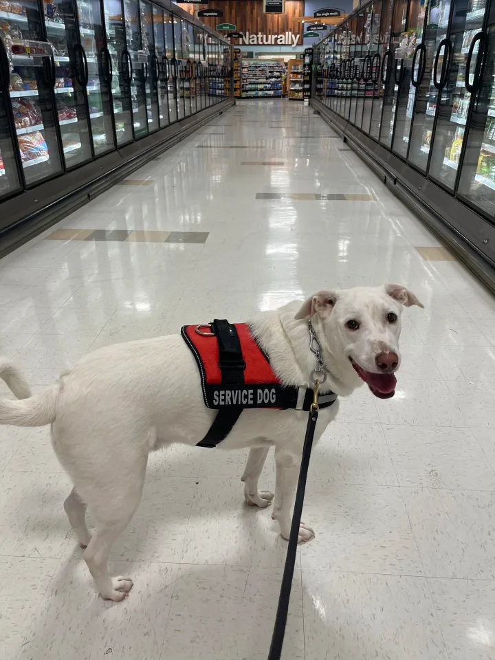 Brittanys K9 Training - photo 88 of 146
