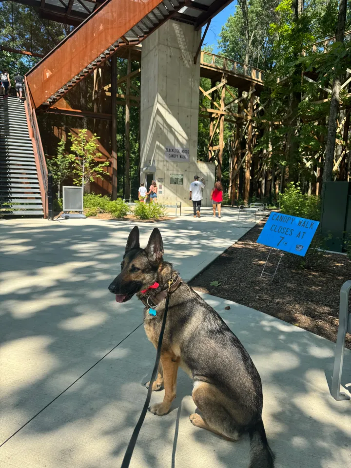 Brittanys K9 Training - photo 89 of 146
