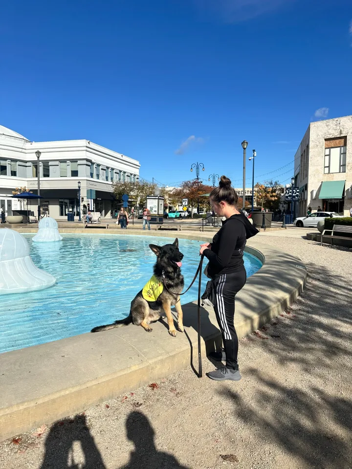 Brittanys K9 Training - photo 91 of 146