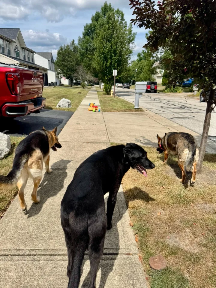 Brittanys K9 Training - photo 94 of 146
