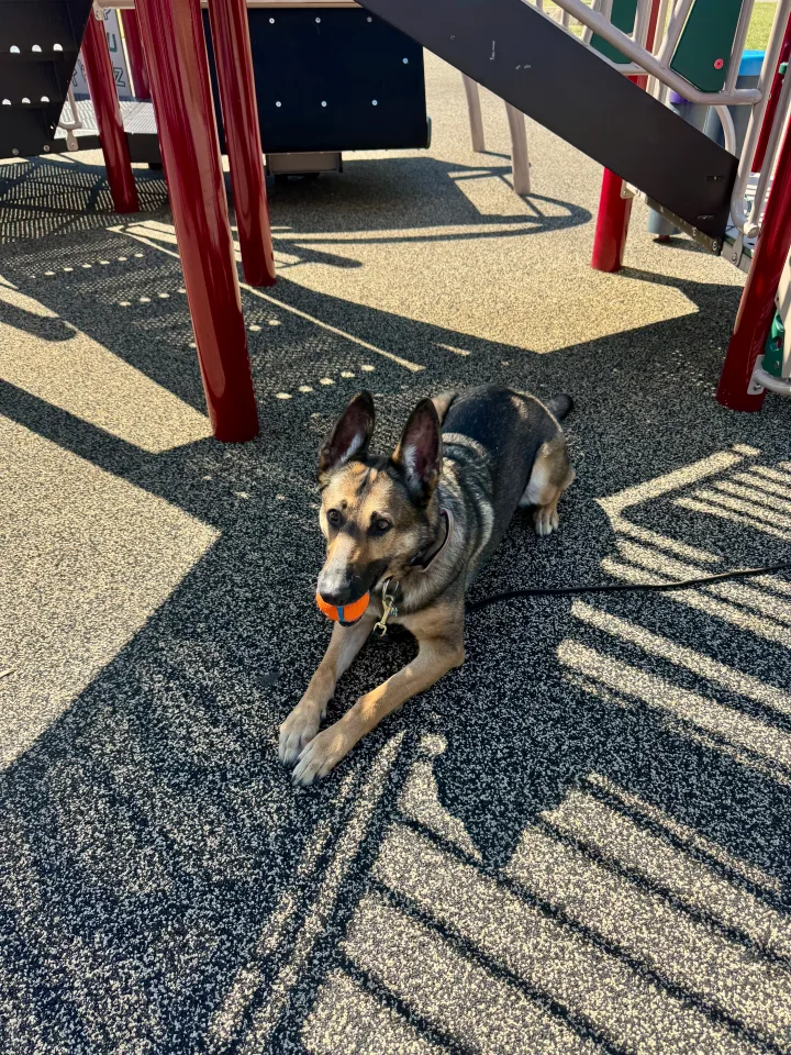 Brittanys K9 Training - photo 95 of 146