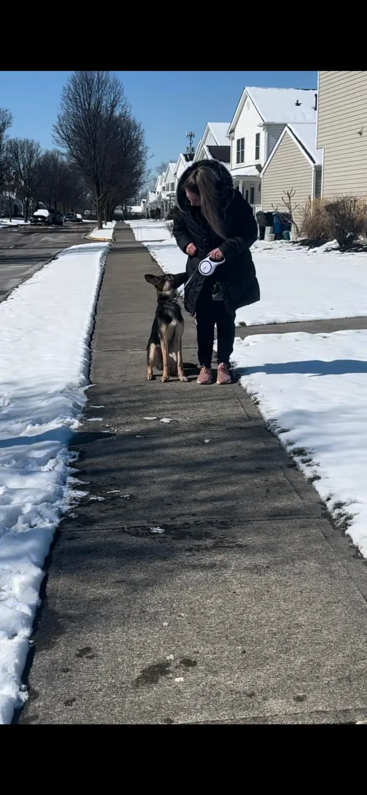 Brittanys K9 Training - photo 98 of 146